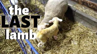 The last lamb... and hitting 100K SUBSCRIBERS on the SAME DAY!! (emotional):  Vlog 216