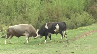 Borba Bikova Dolovo- Bullfighting