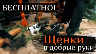 БЕСПЛАТНО! Щенки в добрые руки! Нужна ваша помощь!