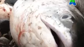 Телеканал Амурск - Краевая новость. Промышленный лов тихоокеанских лососей в водах Амура.