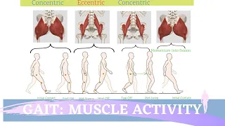 Gait Muscular Activity & Action