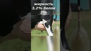 Голштинская порода коров сколько даёт молока? Мировые рекорды по удою молока.