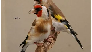 Goldfinch male or female