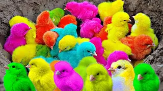 World Cute Chickens, Colorful Chickens, Rainbows Chickens, Cute Ducks, cute Cats ,cute animals#7