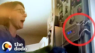 Terrified Mom Finds Snake Behind the Fridge | The Dodo