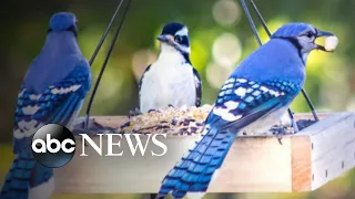 Mystery bird illness reported in at least 10 states