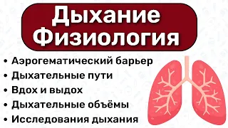 Физиология дыхания: механизм вдоха и выдоха физиология дыхательной системы, дыхательные пробы