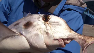 Meet This Bizarre Alien Of The Deep: The Goblin Shark! | SHARK WEEK