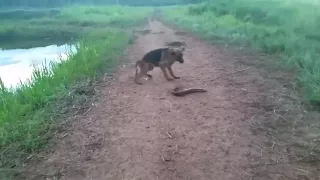 Dog bites electric eel and got shocked