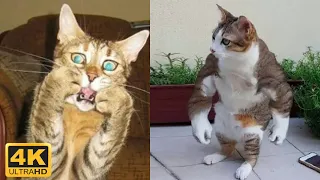 4K 😼 Funny cats compilation, try not to laugh 😂 Cute cat videos - Kris reaction