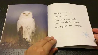 All About Snowy Owls!