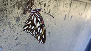 Found this pretty Gulf Fritillary Butterfly