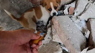 Hardy's story - Stray puppy rescued from abandoned community full of stray dogs ( Full video )