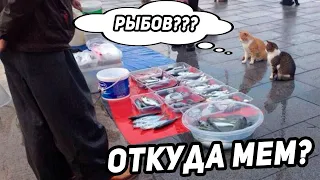 ВЫ  ПРОДАЕТЕ РЫБОВ??? - ОТКУДА МЕМ? / продаете нет показываю вы продаете рыбов