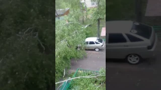 Дерево свалилась на мертво