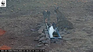 Mamá lince con cachorros (6 de octubre)