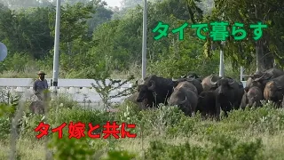 2024年6月5(水)  舞台はタイの田舎町。犬がご飯を食べてる場面が多めの日常風景です