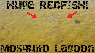 Flats Fishing For Redfish, Tarpon, & BIG Trout | Sight Casting Mosquito Lagoon
