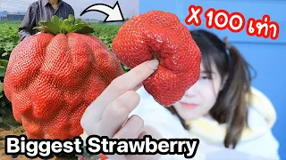 Strawberry ยักษ์! (ขนาดใหญ่กว่า 100 เท่า!) เนื้อฟู ฉ่ำน้ำ