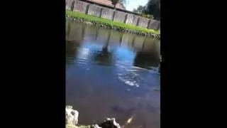 Florida Kid Attack by Sea Otter (FUNNY AS HELL) In HD