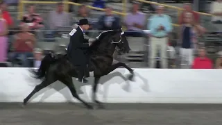 2022 Tennessee Walking Horse 4yr Old World Grand Champion - Mr. True Blue & RM Kellet