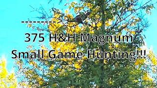 375 H&H Magnum Small Game Hunting