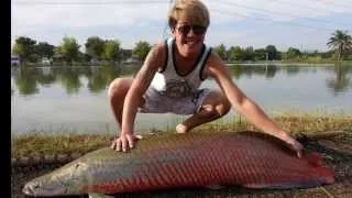 Predators Fishing !!! Arapaima Fishing !!! Bkk Fishing Tour (Thailand) By BKKGUY