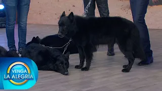 ¡Pudimos conocer a fondo a los increíbles Perros Lobo, una raza impresionante! | Venga La Alegría