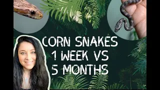 Corn Snake Hatchling Progress | 1 week vs 5 months | SHOCKING Morph Reveal And Some SAD News...