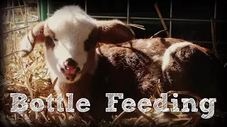 Bottle Feeding a Newborn Lamb