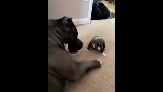 Big daddy dog plays with his son