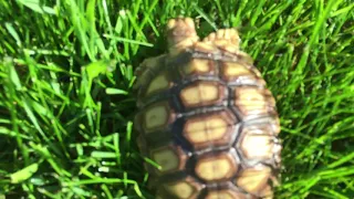 Tortoise on National Geographic - Mushroom Confusion