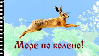 Заяц - свидетель потопа