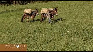 La mule des Pyrénées