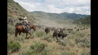 A Real-Deal Cattle Drive in Idaho
