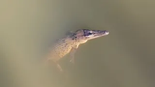 Australian Salt Water Crocodile drone footage