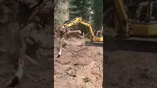 Removing Stumps with the @caterpillarinc #304e2cr Mini Excavator with Thumb Attachment