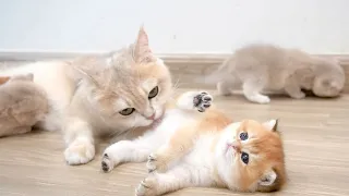 Top videos of mother cat showing love to her kittens. The growth process of four angel cats.[Part 2]