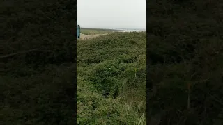 Moltoni's warbler call, Blakeney point 02/06/18