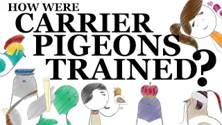 How Were Carrier Pigeons Trained? | SideQuest Animated History