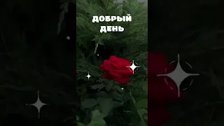 Добрый день... сударыня Роза вас приветствует 🌹