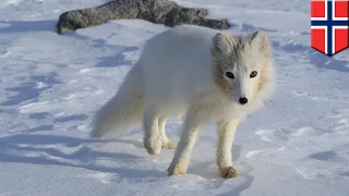 Arctic fox travels 3000km from Norway to Canada in 76 days - TomoNews