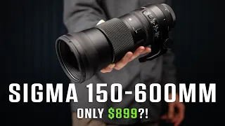 The BEST Budget Wildlife Lens: Sigma 150-600mm Review