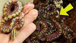 LIVE RAINBOW SNAKES BORN!! THEY ALL BITE ME!! | BRIAN BARCZYK
