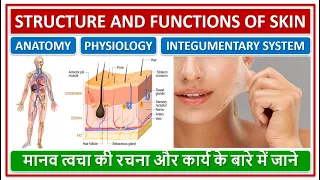 STRUCTURE AND FUNCTIONS OF SKIN,  मानव त्वचा की रचना और कार्य के बारे में जाने, ANATOMY, PHYSIOLOGY