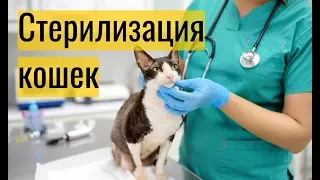 Стерилизация кошек: плюсы и минусы