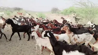 Dusty Trail Home: A Herd of Goats Navigates the Desert Landscape at Dusk (A Journey of Resilience)