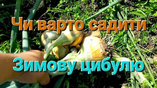 Врожай зимової цибулі/// Чи варто садити цибулю під зиму@Dacha_Sad_Gorod