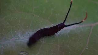 Cerura vinula  - Großer Gabelschwanz