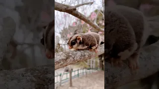 Cute Moment of Sugar Glider #shorts #sugarglider #sugarglidercare